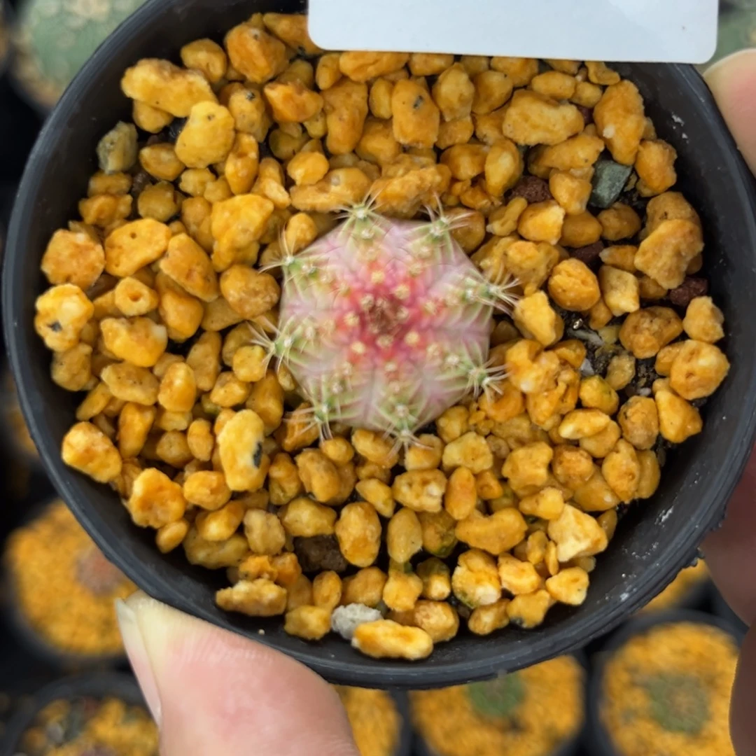 @***梨90十一月十五号多肉植物