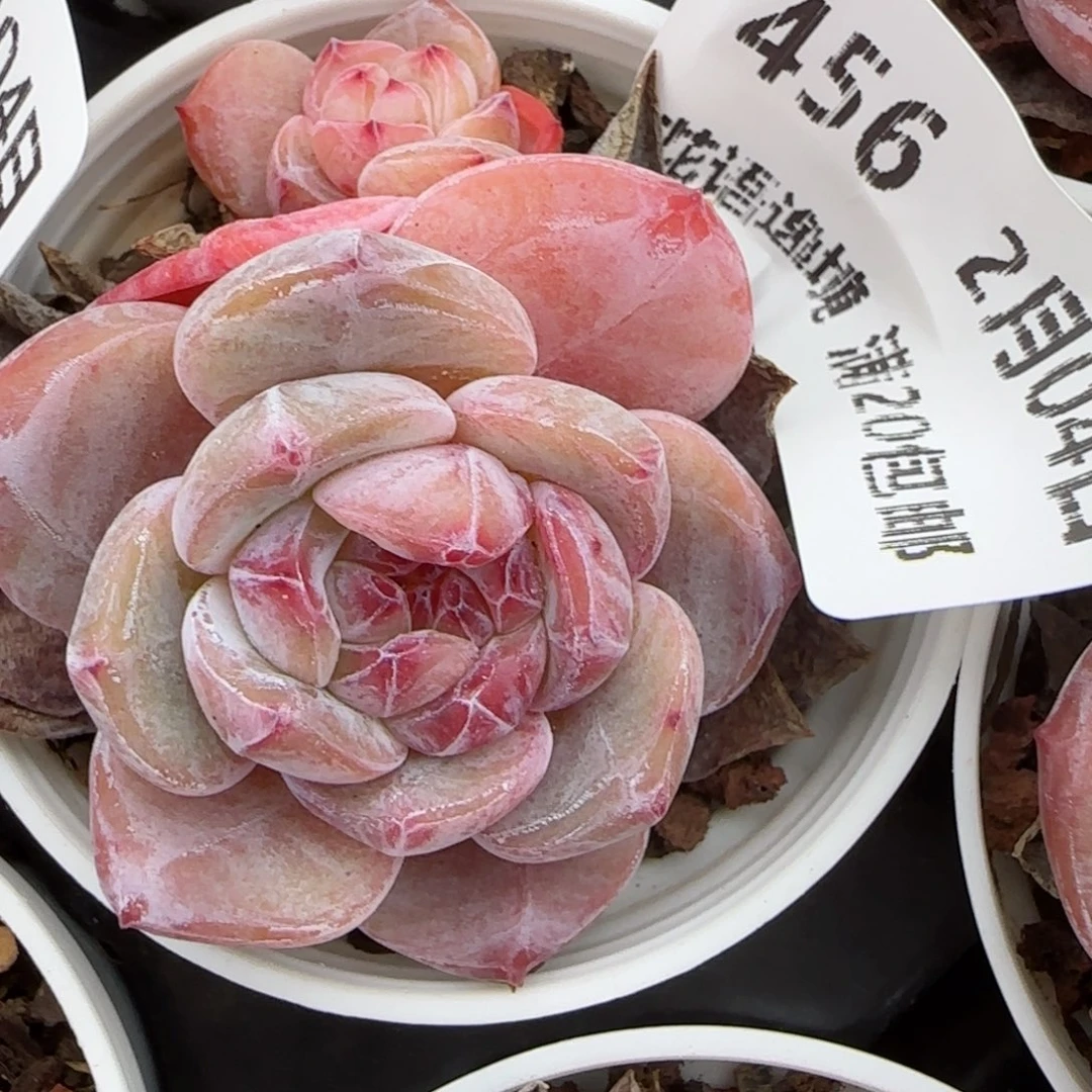 鱼*花语逸镜0204-456