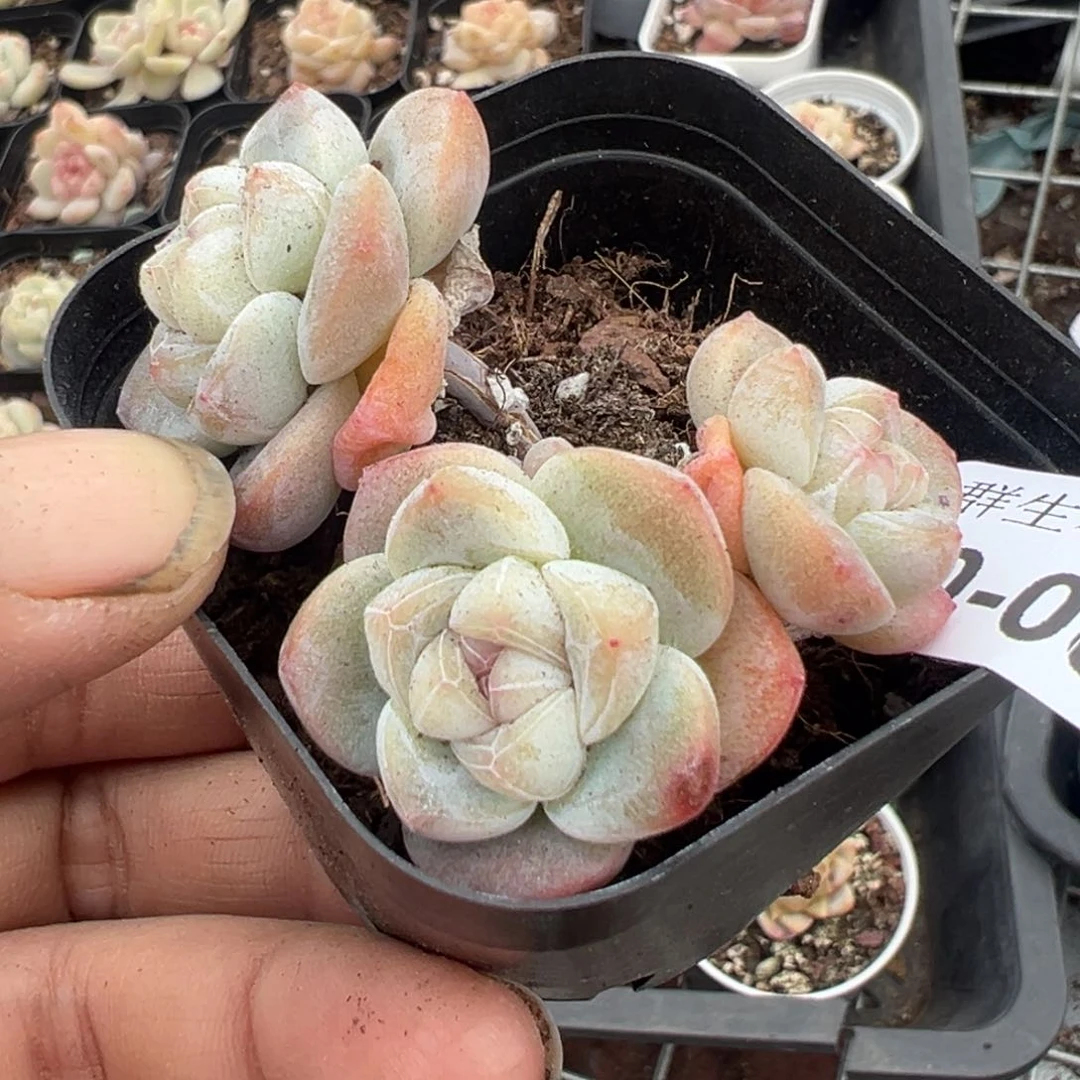 小卡拉米糖心一物一拍20-87