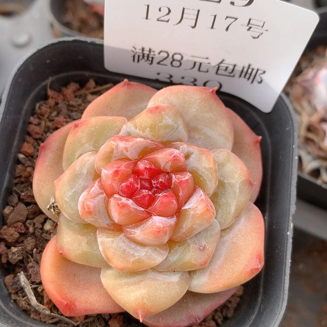 【闪购商品】云329号
