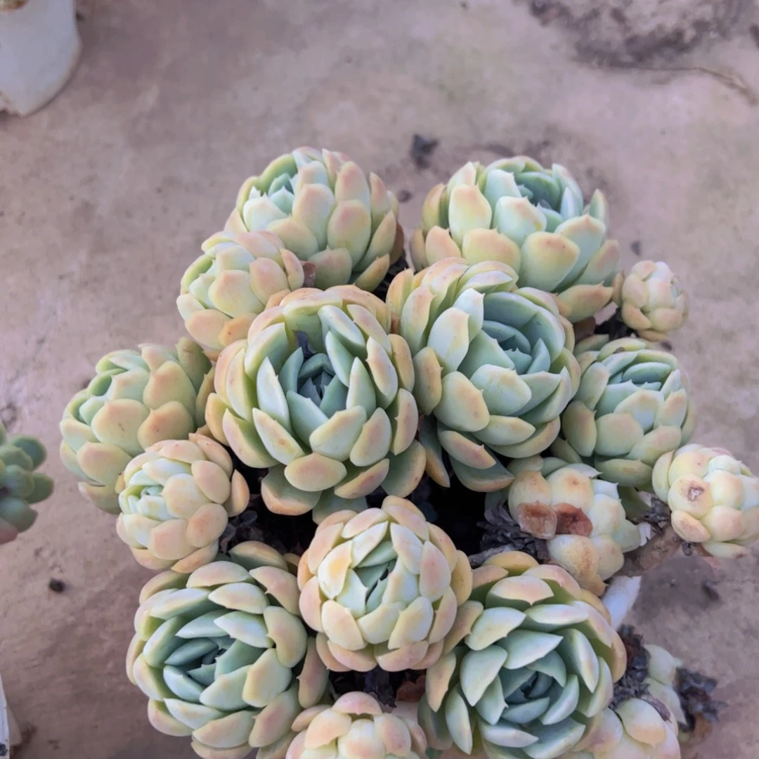 贝瑞整装整群老桩