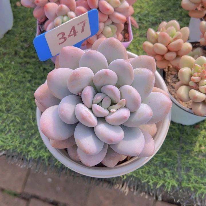 ，健健康康平平安安