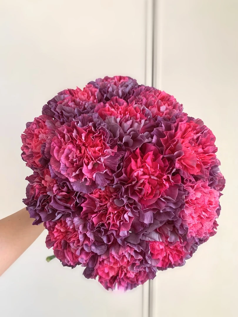 [野马康乃馨]草花一单不包邮！！