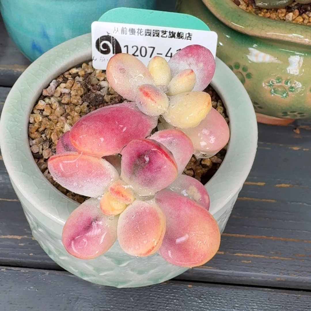 从前慢多肉精选编号1207.415