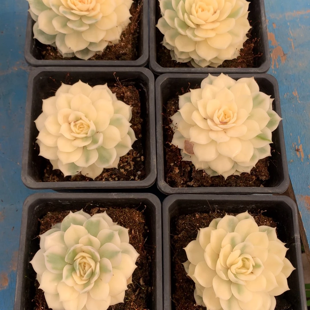 昂斯洛锦6颗组合特价