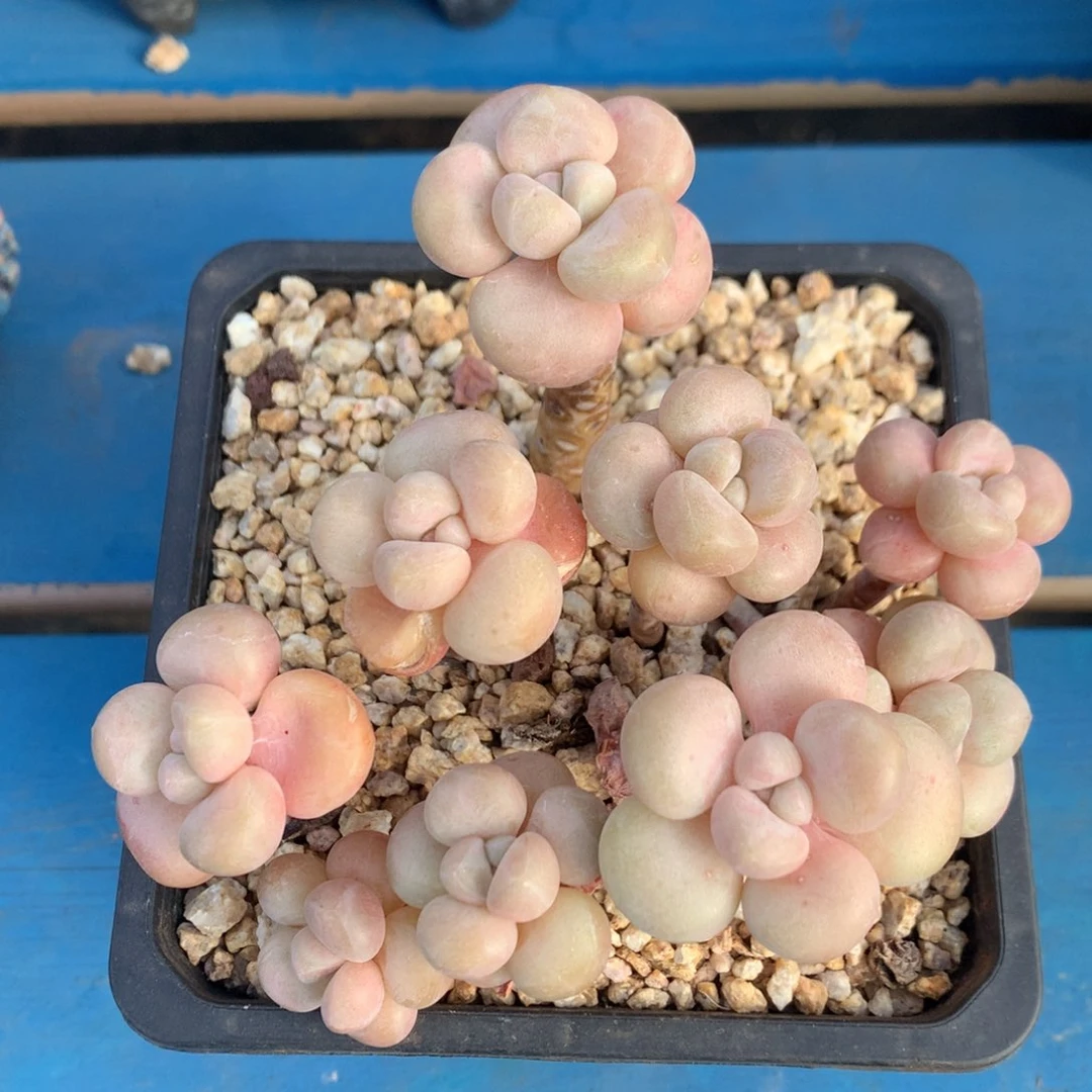 泡泡糖老桩无砍一物一拍