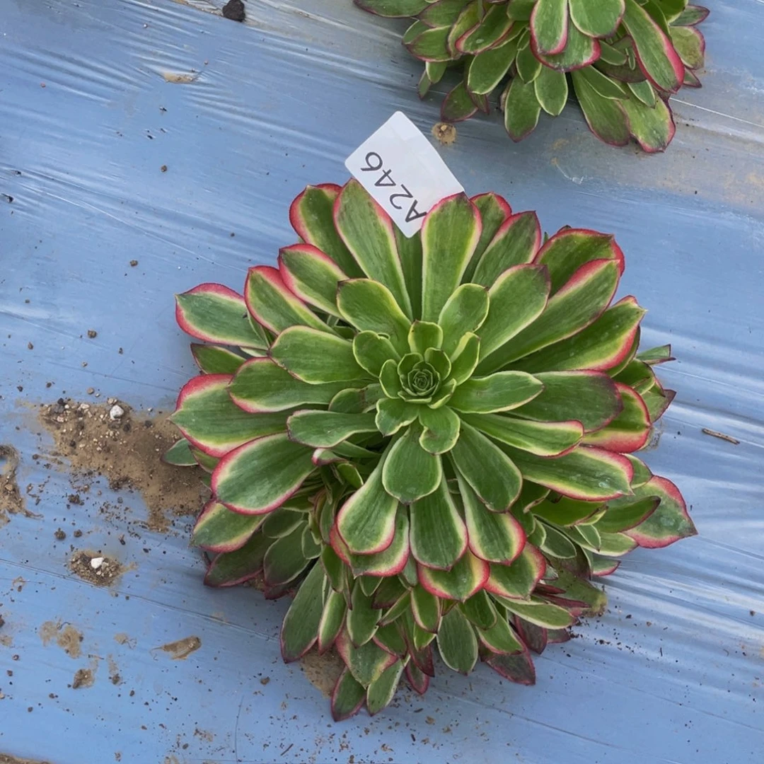 246玉芙蓉多肉植物