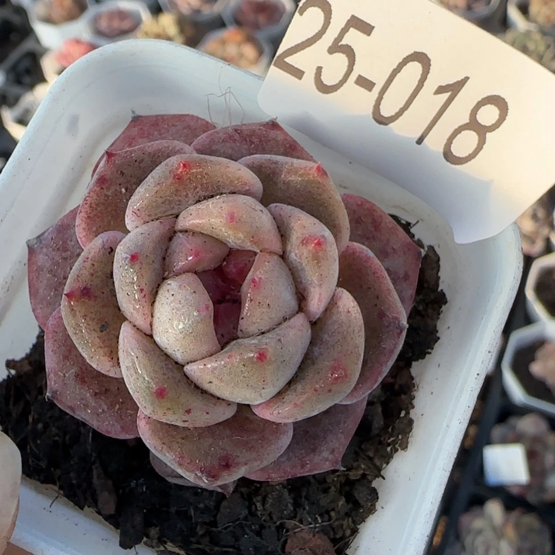 小卡拉米糖心一物一拍