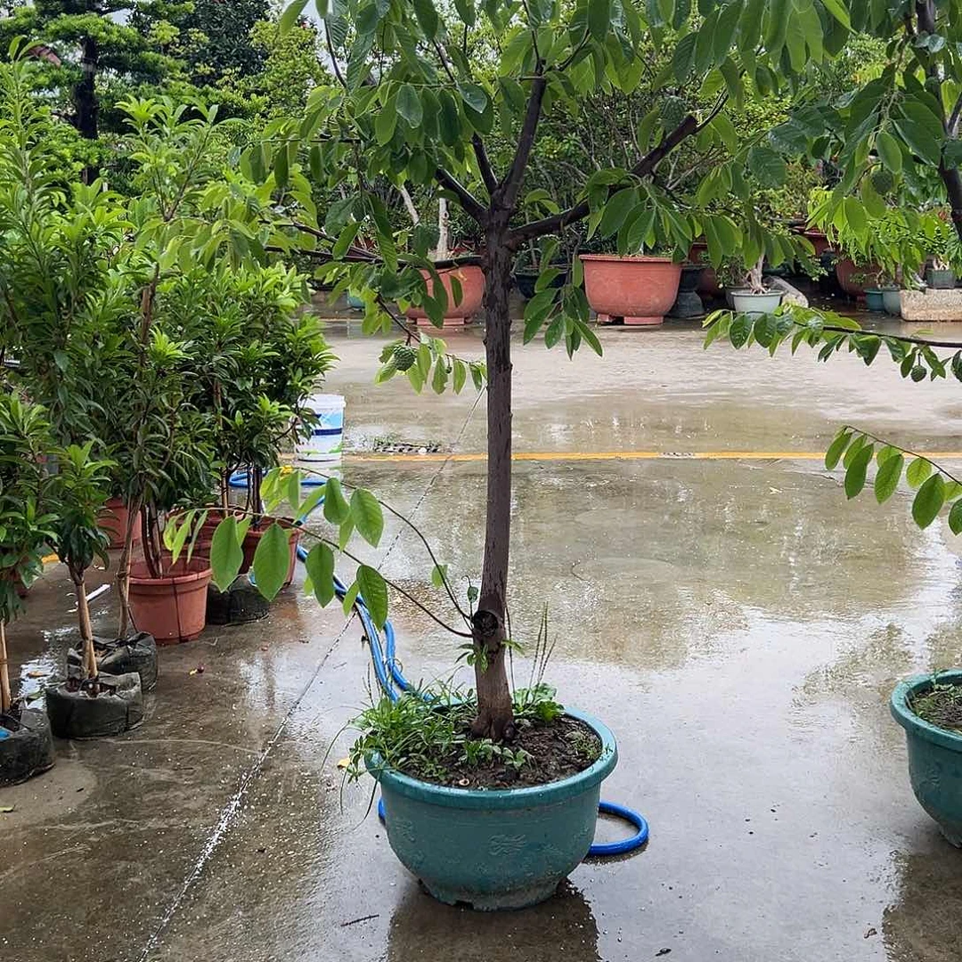 房***车果树果树果树1111111
