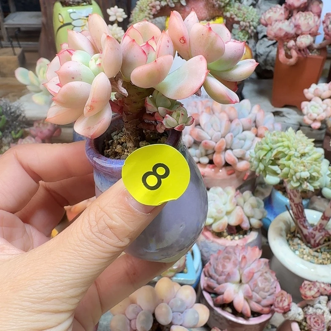 8 多肉含盆土 30元包邮非偏远