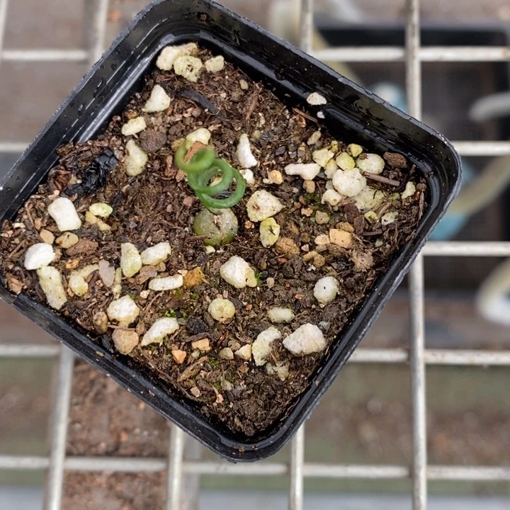 鲜**嫩伯克利和他的朋友们都