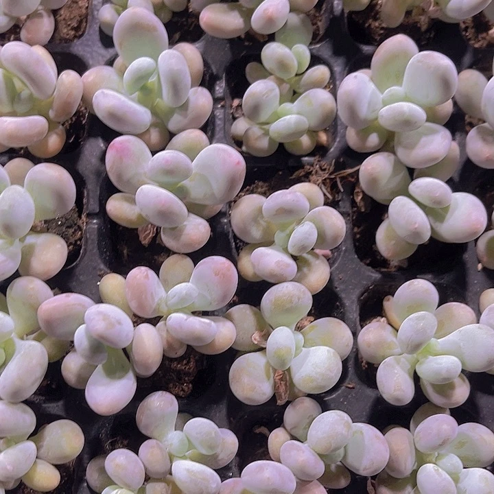 精品大叶奶多肉植物