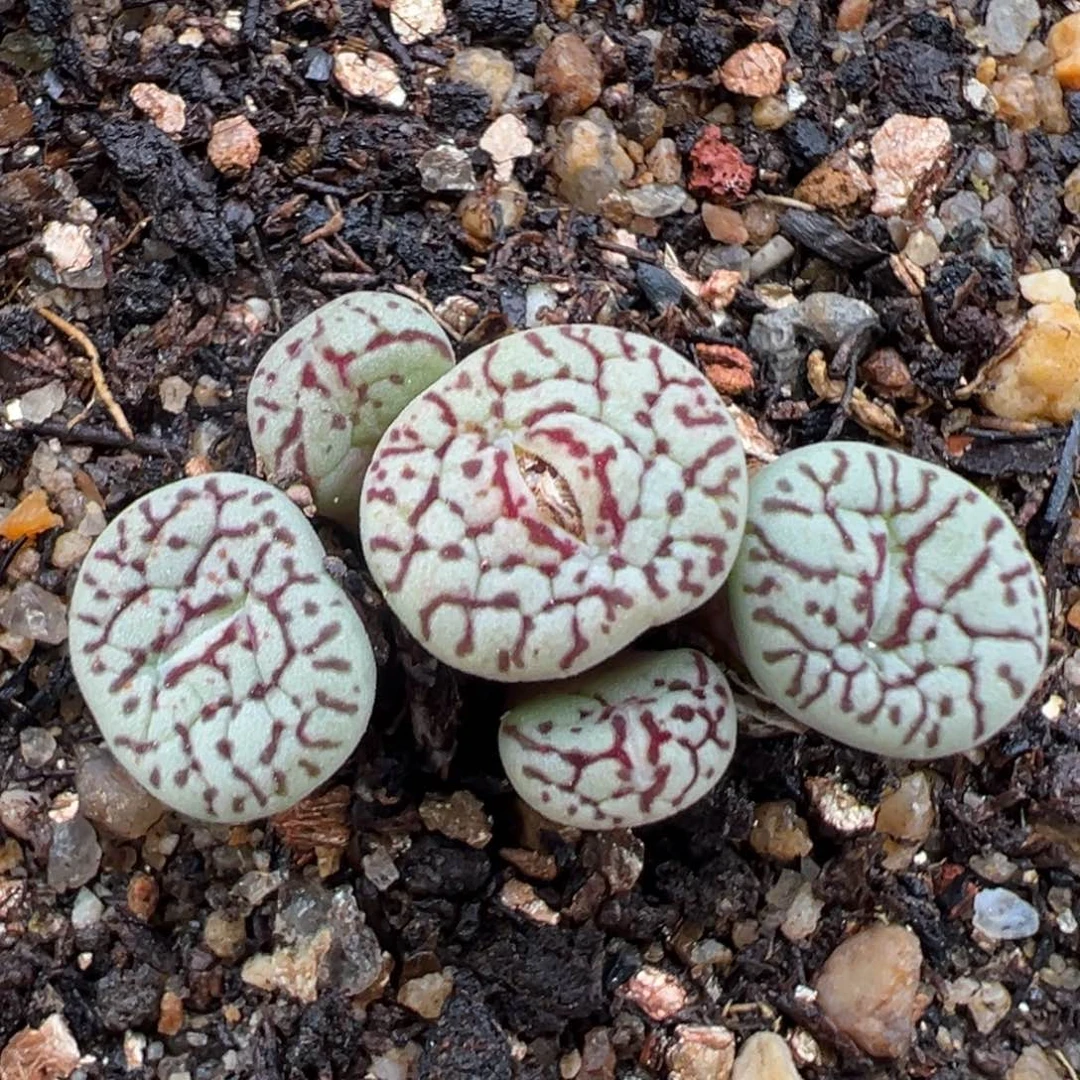 2.2好看的多肉a021