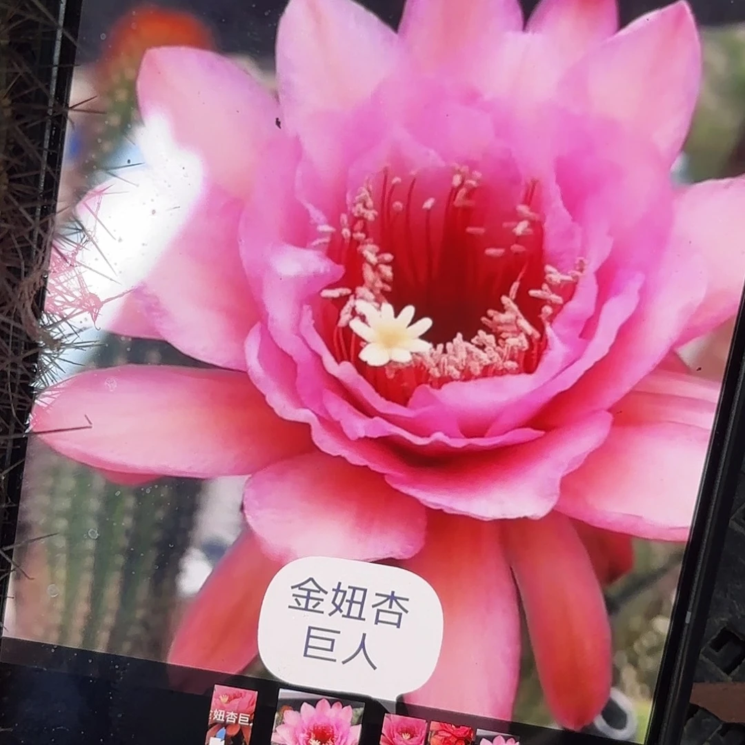 杏巨人金妞侧牙20包邮仙人球11