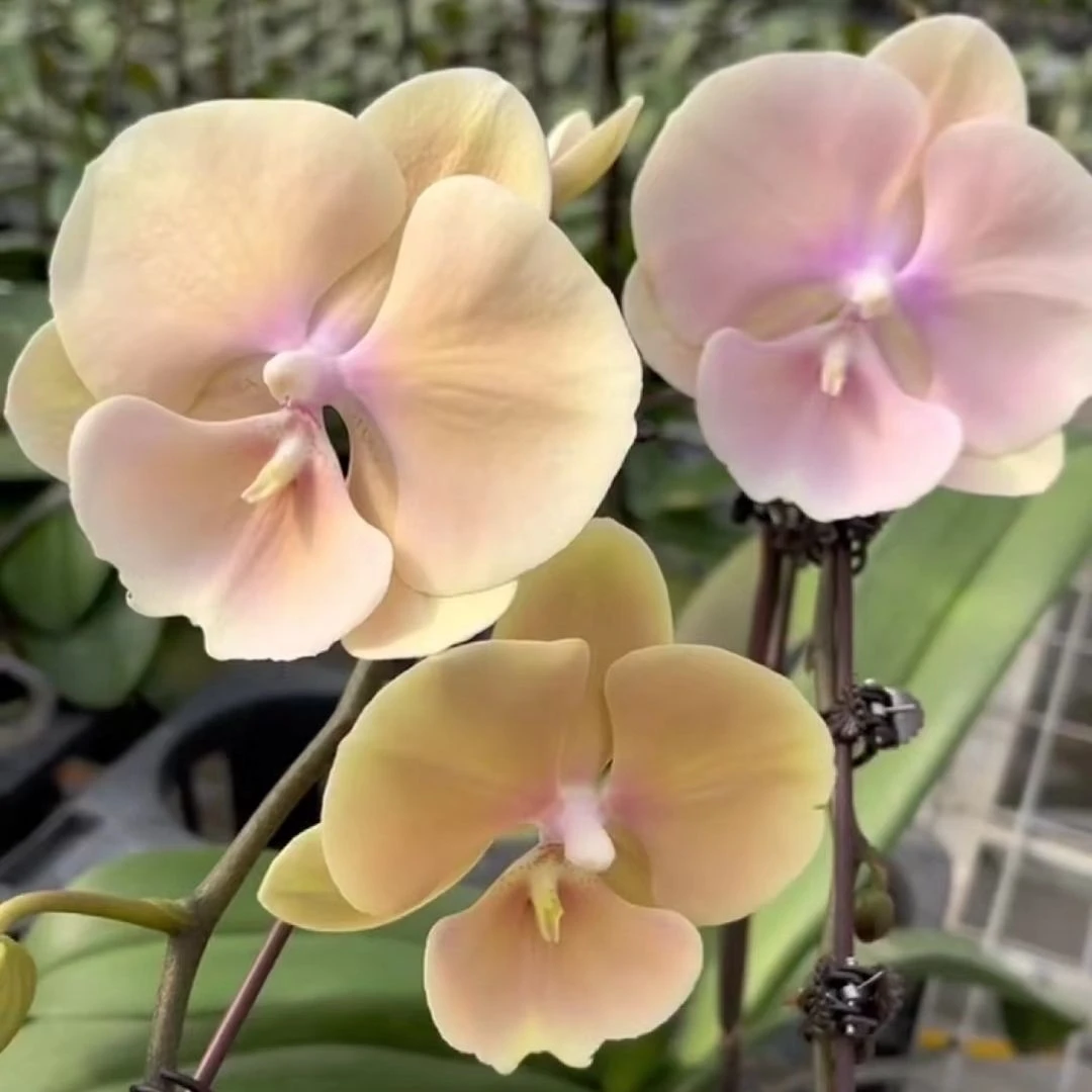 黄袍蝴蝶兰稀缺品种基地直发