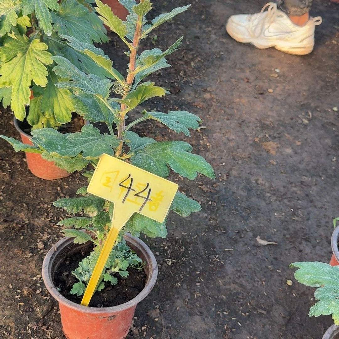 H***a大部分花苞少量开放44新雪