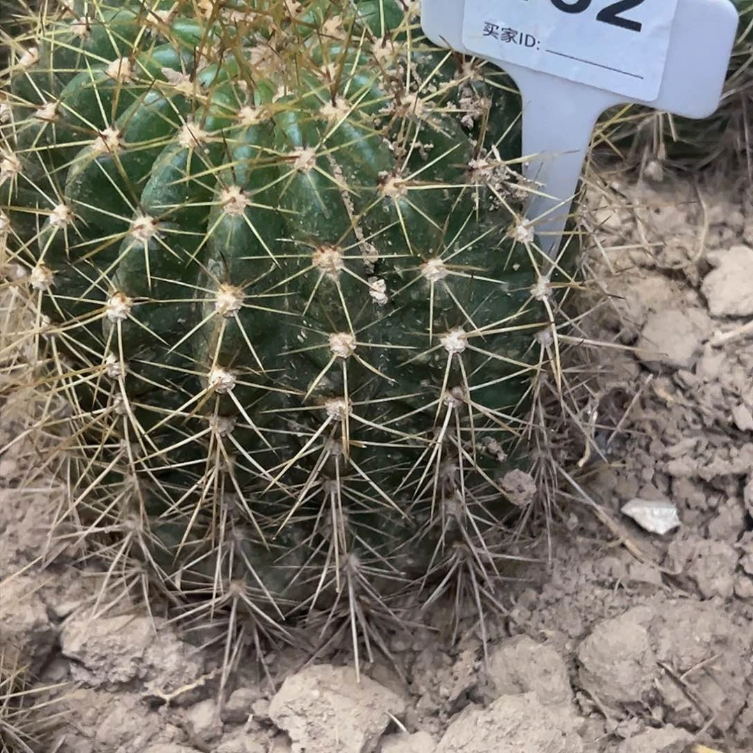 微****5毛花柱 五花牛 a54 192