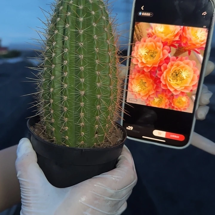 杏光辉毛花柱111111111