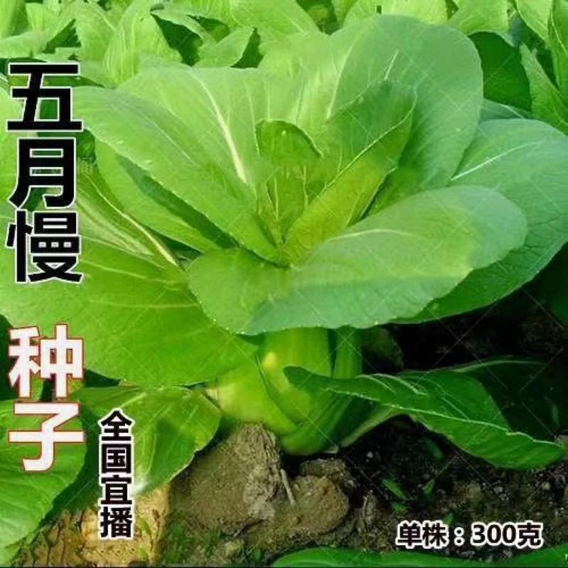 【全场满5包包邮】五月慢小白菜种子五月慢菜种子四月慢菜种大宽