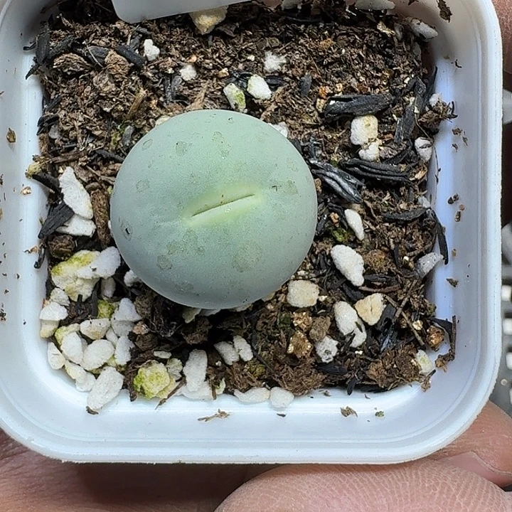 292 多肉植物多肉植物