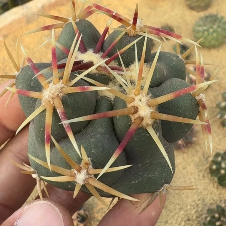 大红鹰有根566555