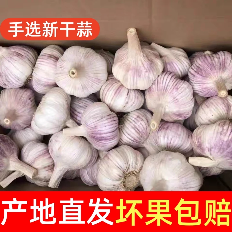 [大蒜2025年新干蒜小香蒜]河南杞县2025年精品新干蒜