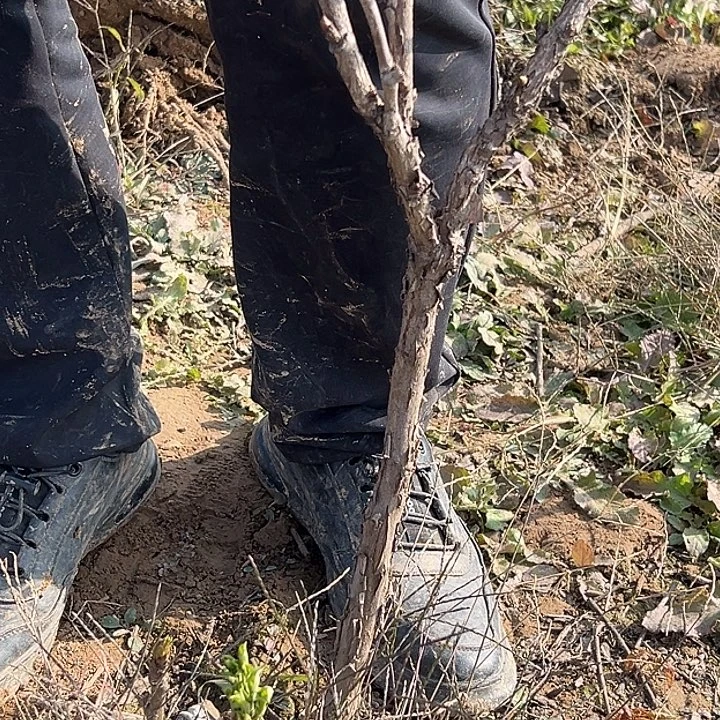 常****完全开放魏紫大颗