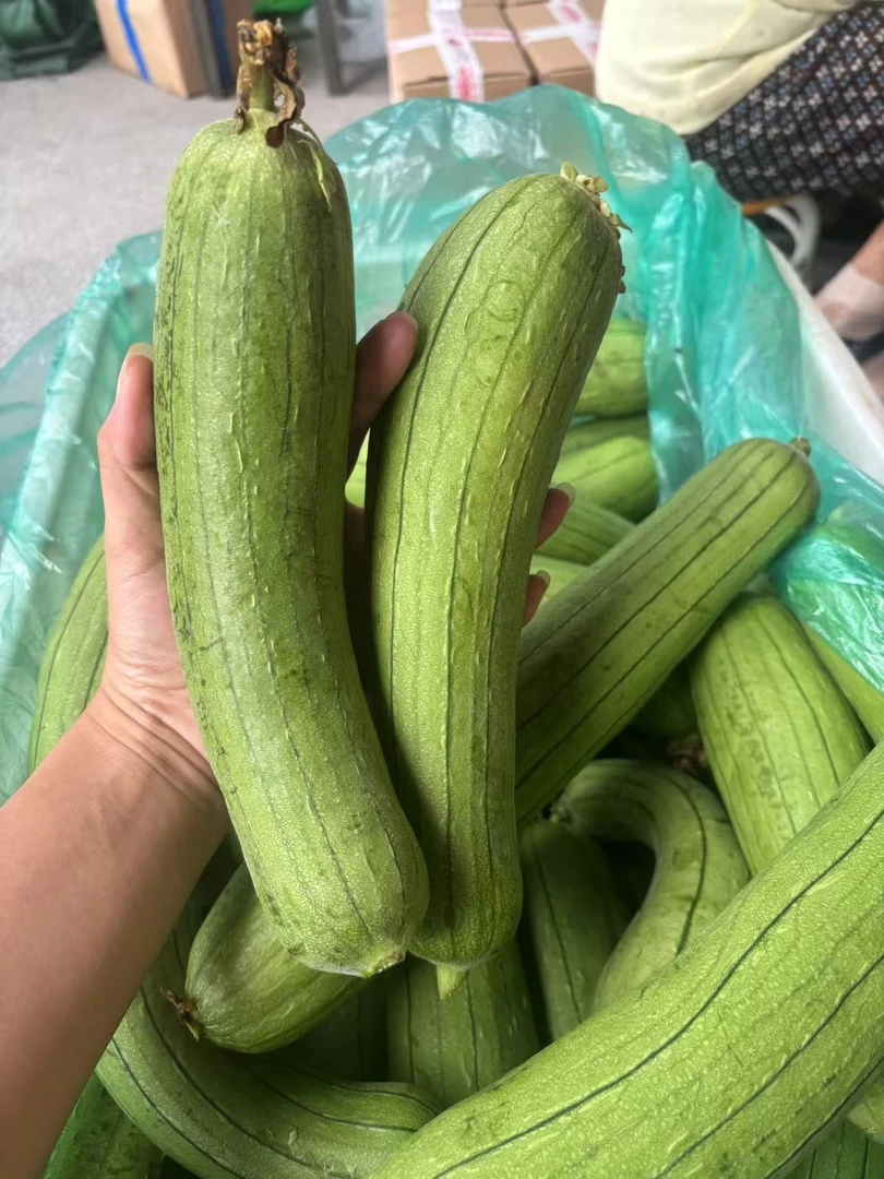 苏北新鲜现摘肉丝瓜大小不一农家露天肉丝瓜