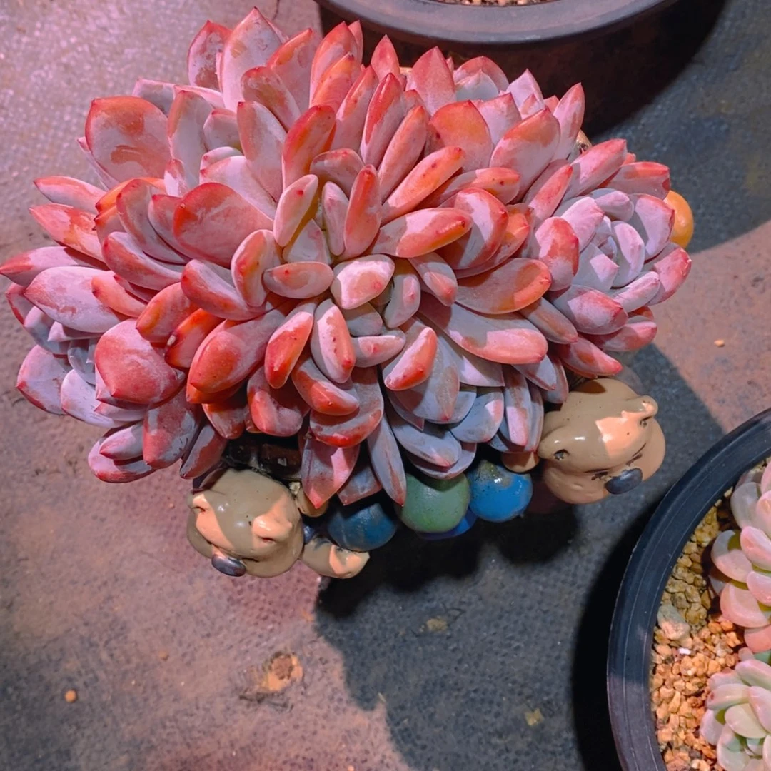 花**忧花开无忧星影朵朵