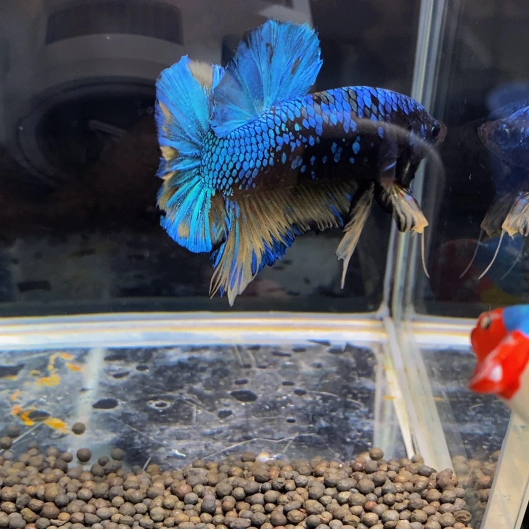 斗鱼修*梯332巨斗巨斗