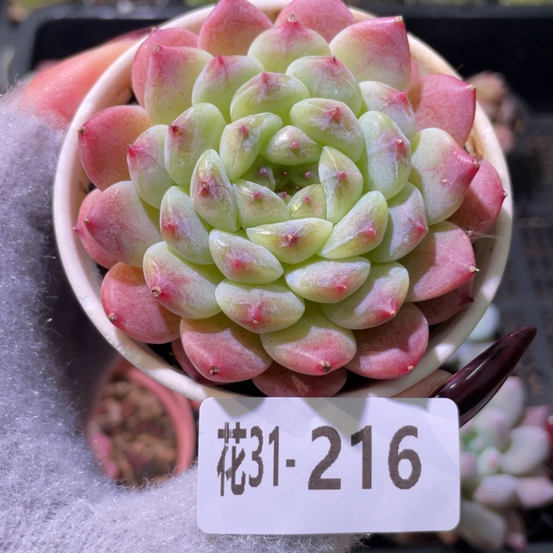 花利美31-216秘境冰魄