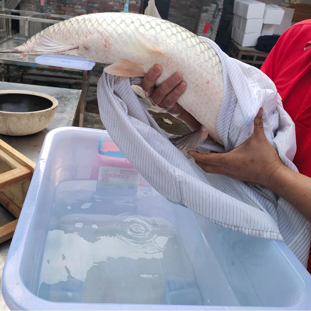 【一物一拍】高州水库扁鱼 非养殖草鱼当天捕捉当天人工净膛发货顺丰3斤重