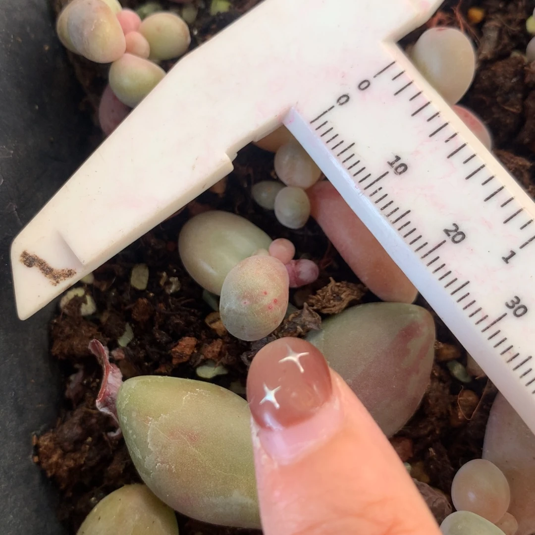 糖果红拉丝锦 不满28发到付 发一片叶