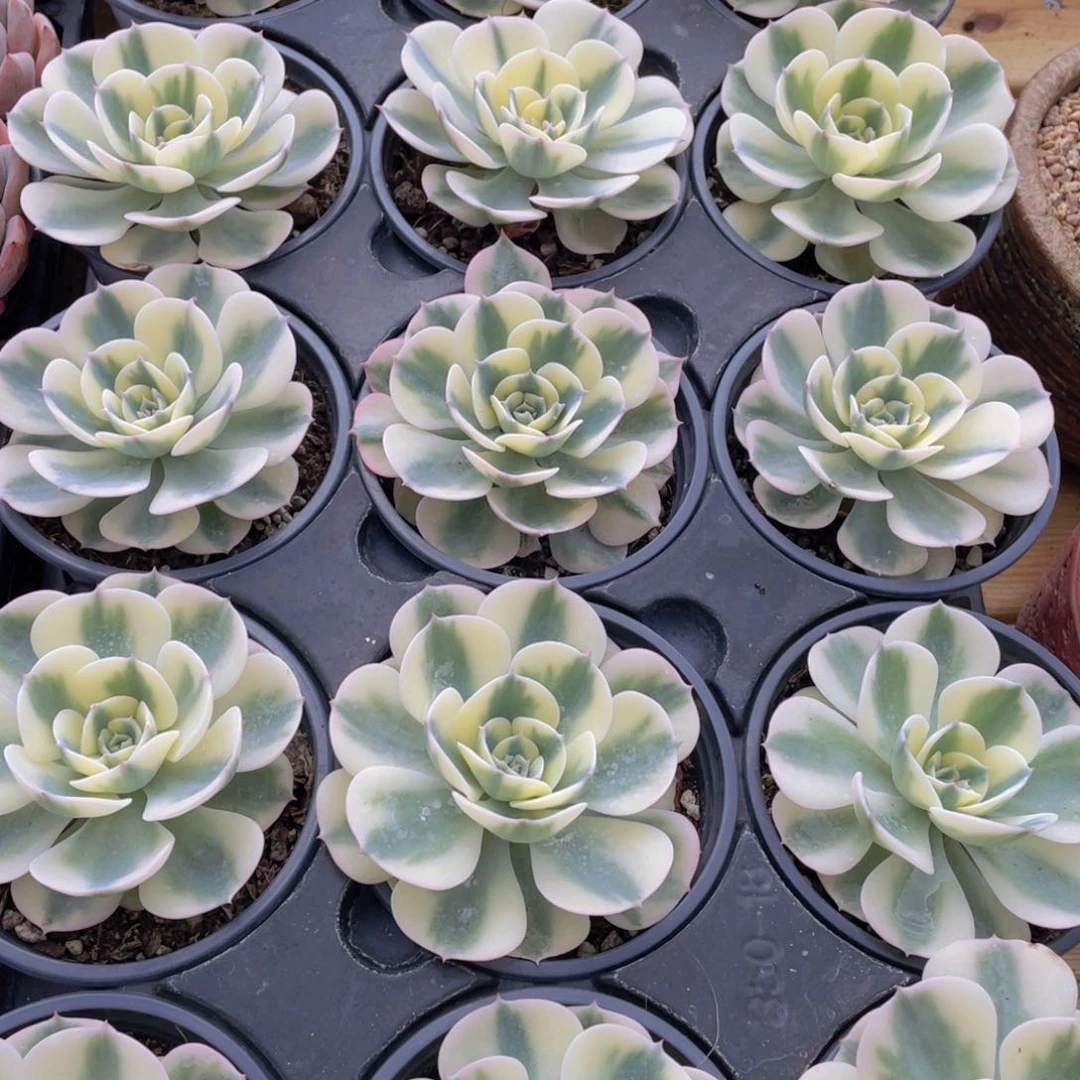 665号 玉蝶锦单头一个