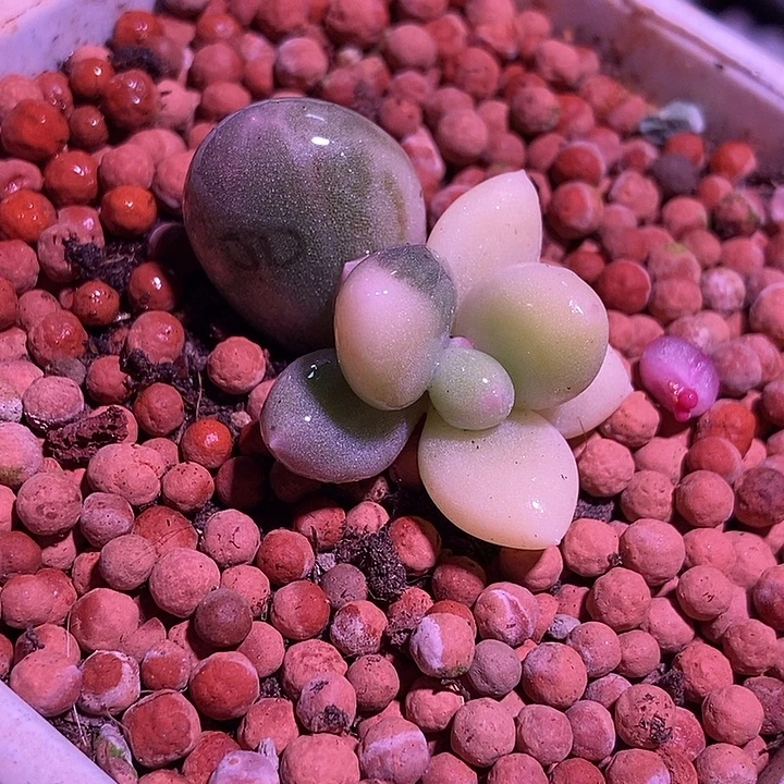 黄金鸡蛋大叶奶酪锦多肉