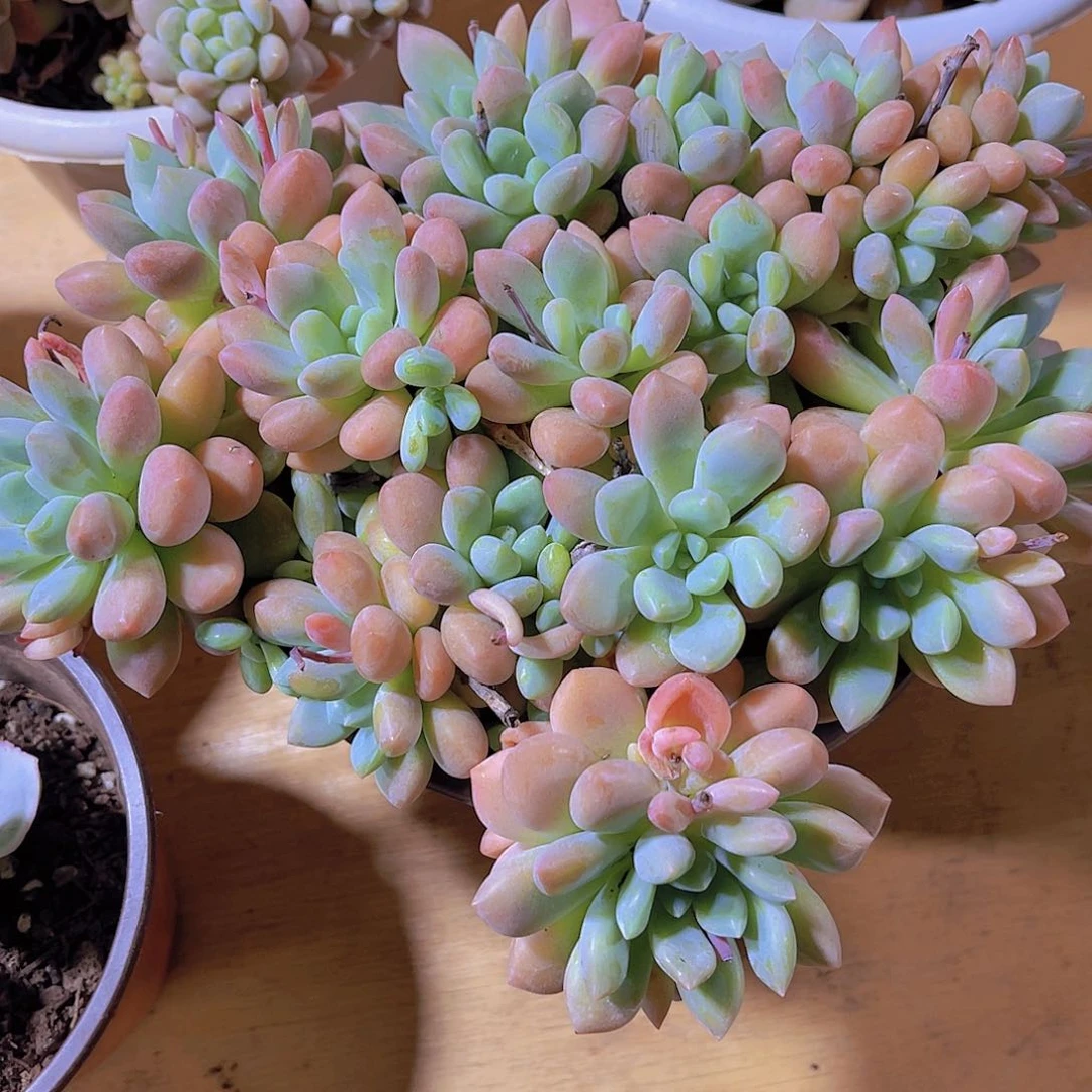 思**?00000000000000085