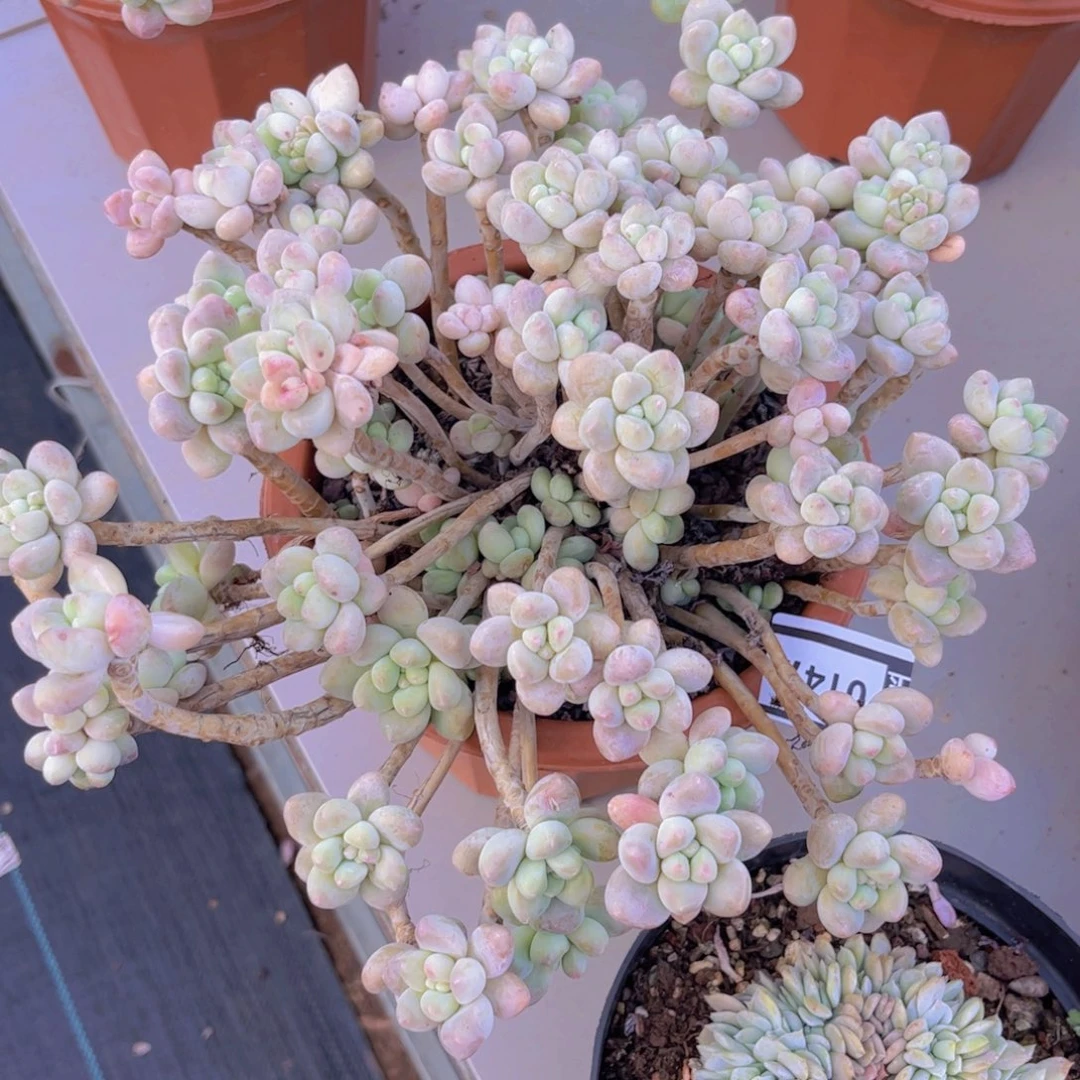 洛神杂0147多肉植物