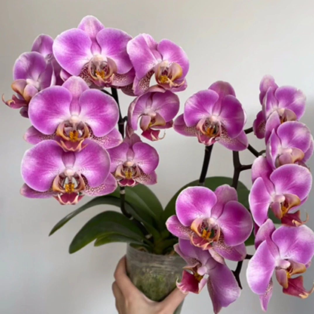 （红韵）年宵花成熟苗 温柔娇嫩可爱中花型 桌面茶几新疆基地