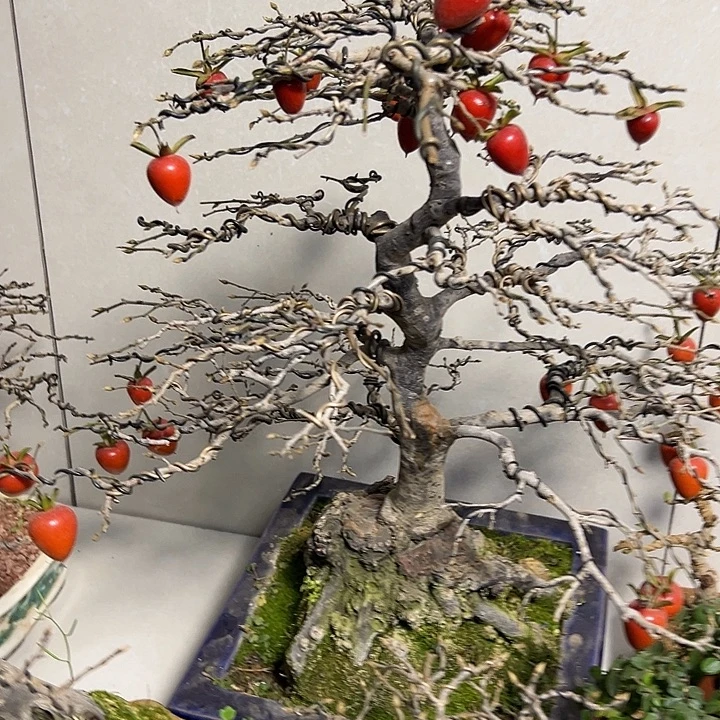 无花朵日本进口老鸦柿