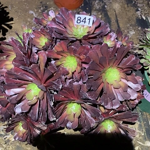 多肉植物法师841铜壶中班