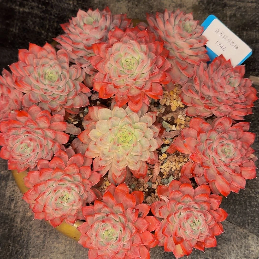 明***行看看健健康康快快乐乐铝土矿旅途快乐