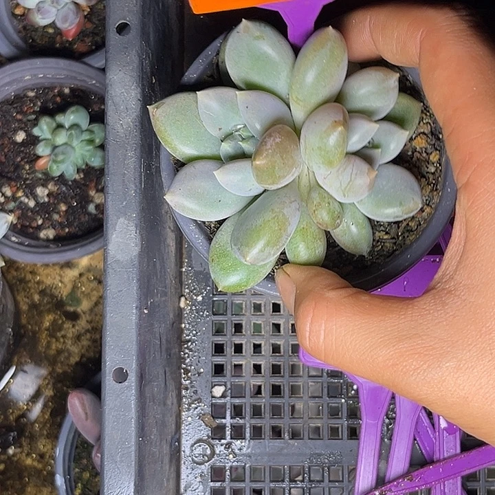 多肉植物胖体哥特551