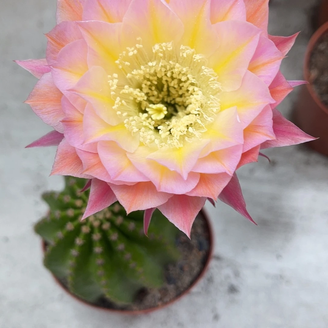 金刚83号7公分左右