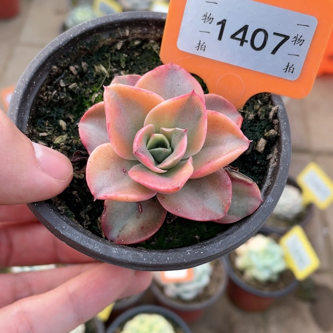 【闪购商品】1407号