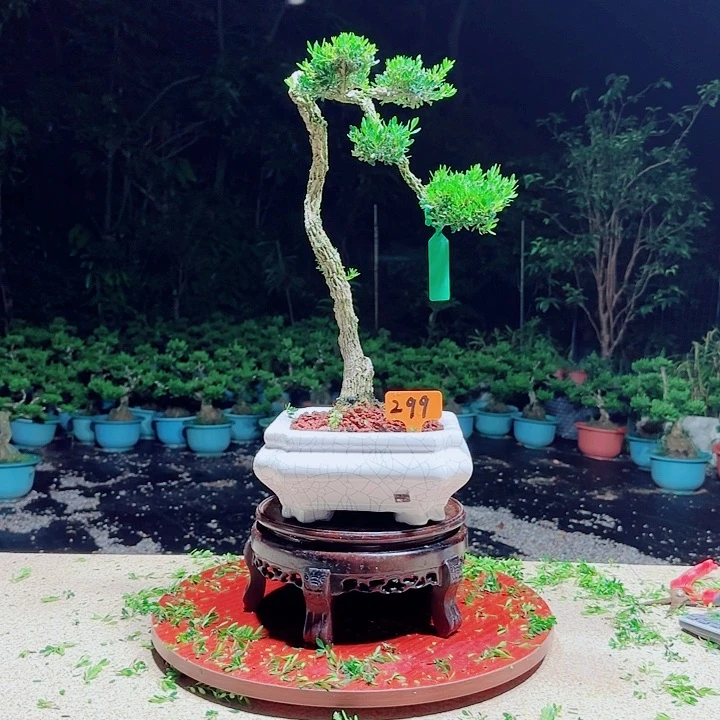 无花朵黄杨盆景 四季常青