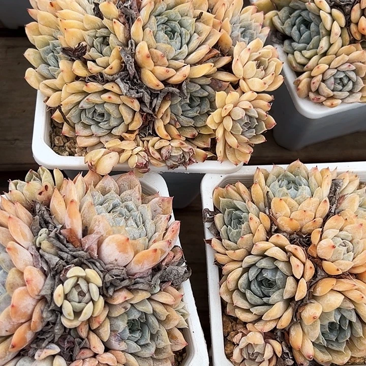 团  021  玛丽贝尔