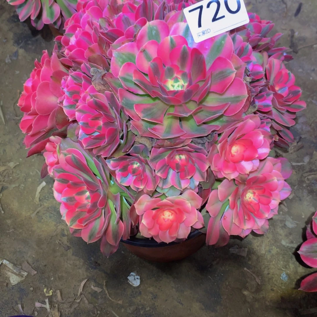 法师多肉植物720