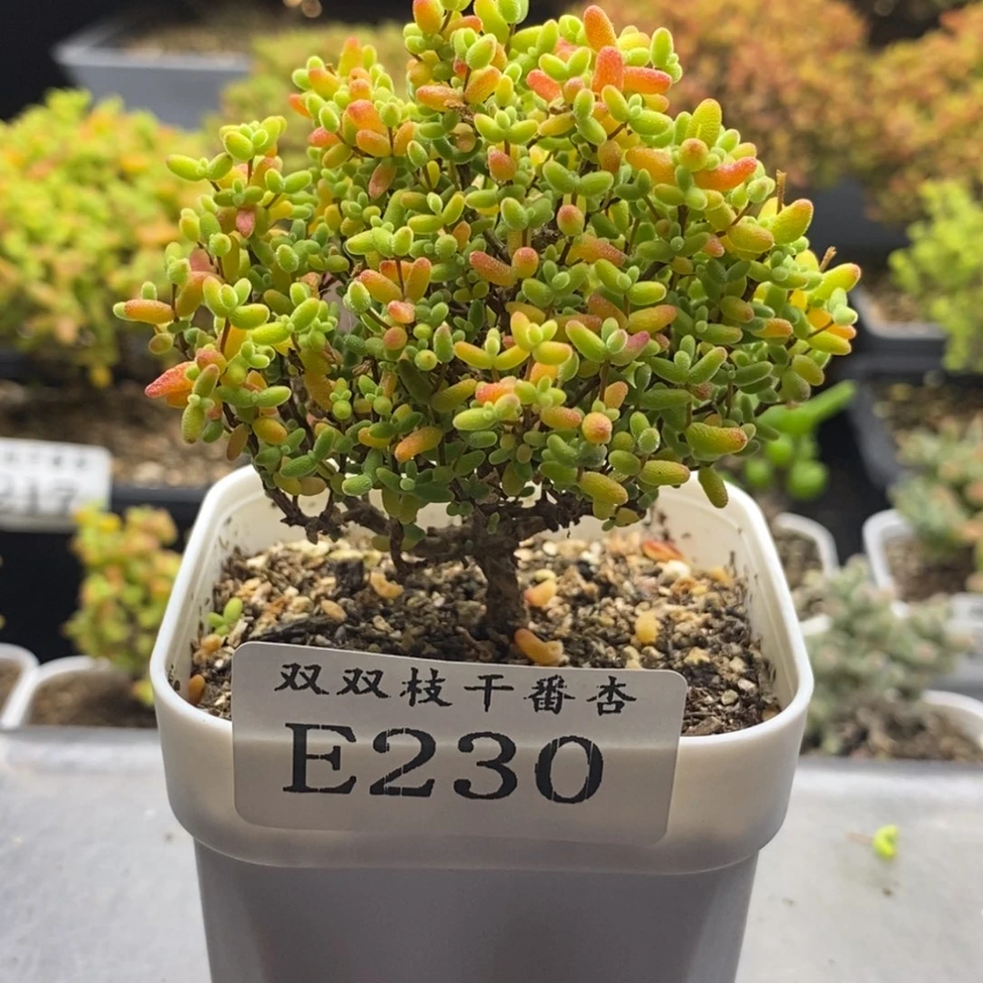 230蜜橘。
