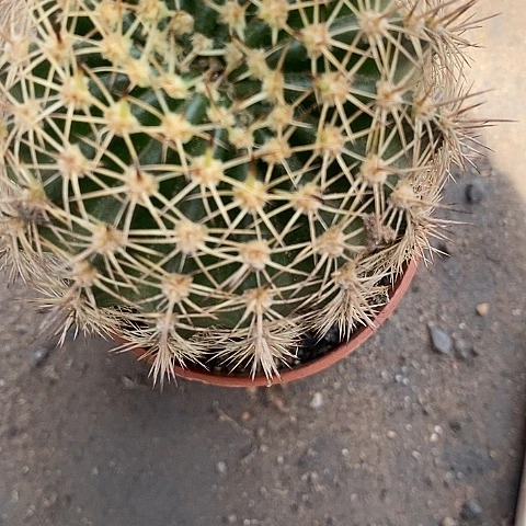 丘比特仙人球2567778