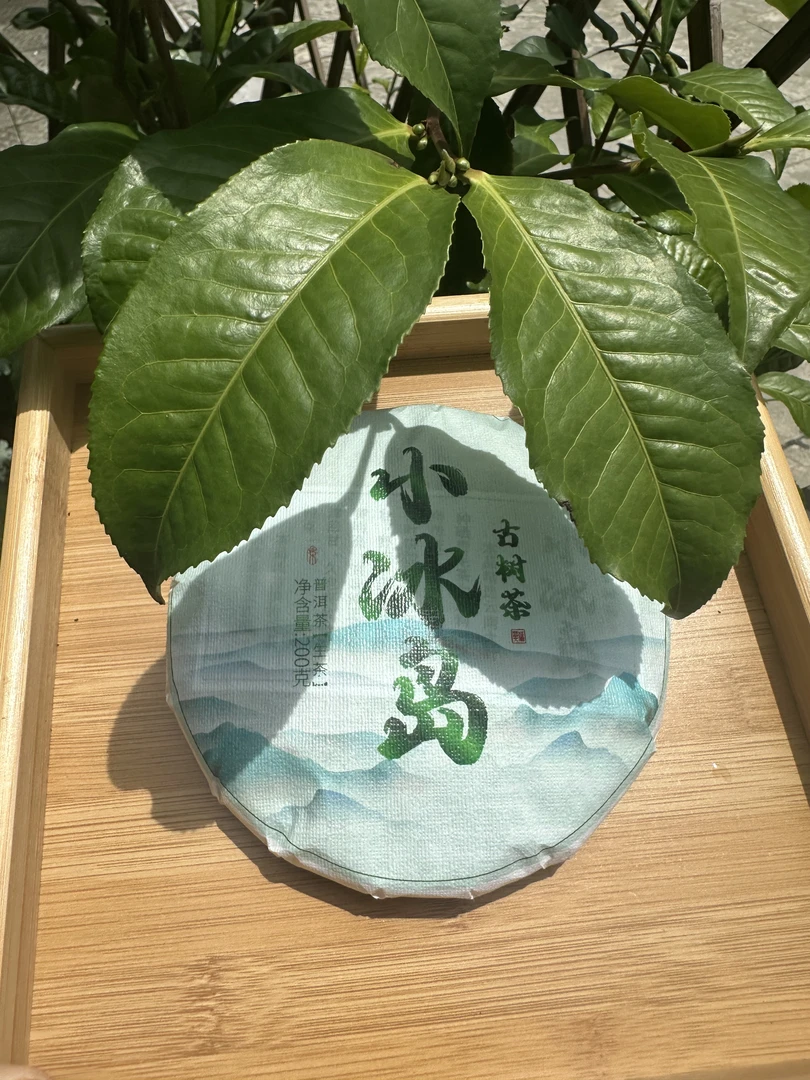 2025小冰岛正气塘古树年头春生茶200克